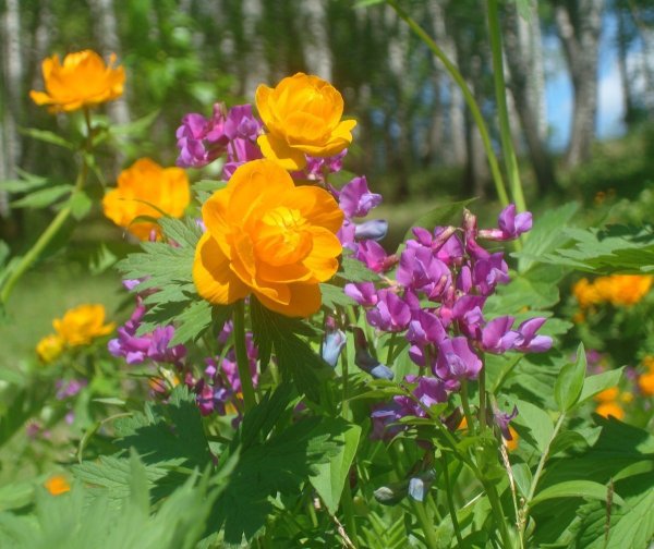 Лесные цветы Южного Урала