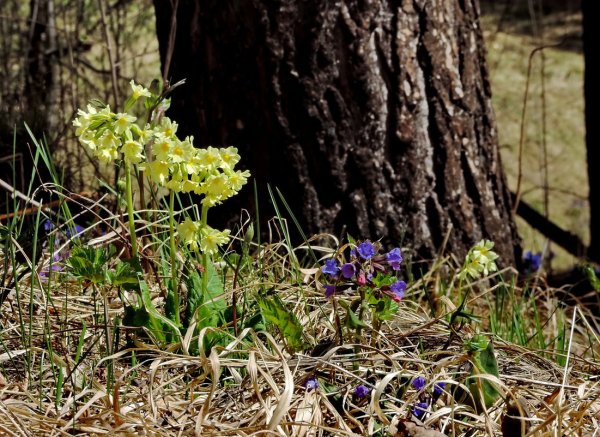 Лесные цветы Небуг