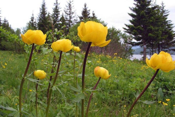 Лесные цветы Южного Урала