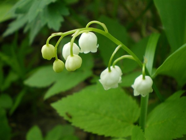 Растения леса