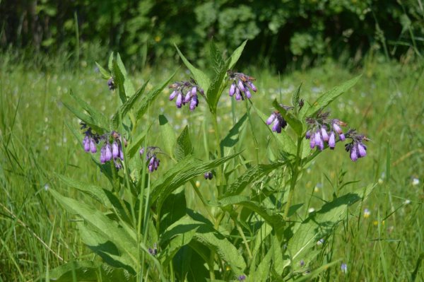 Травянистые растения леса