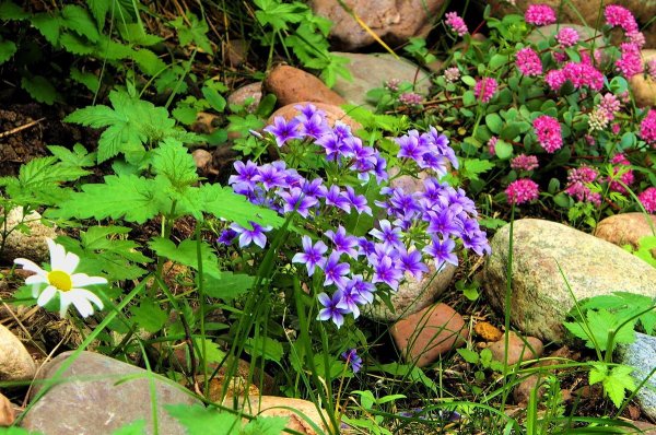 Цветут Сибирские дикоросы