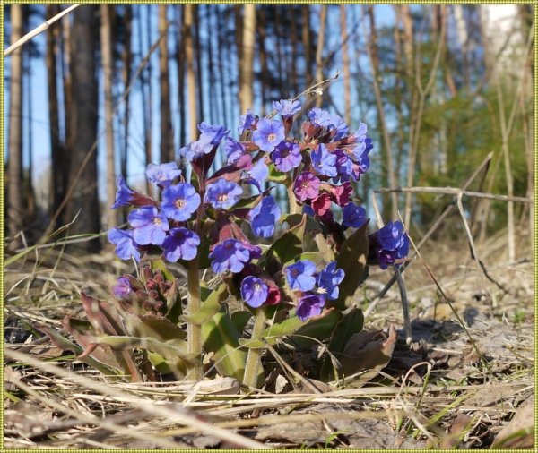 Первоцветы Медуница