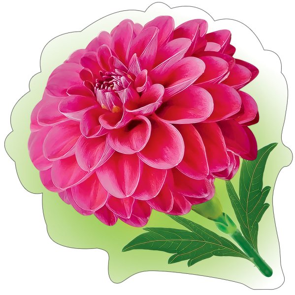 Ромашка улыбается