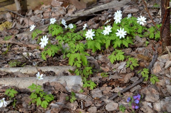 Ветреница Уральская и Подснежник