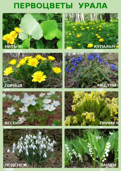 Раннецветущие растения Южного Урала