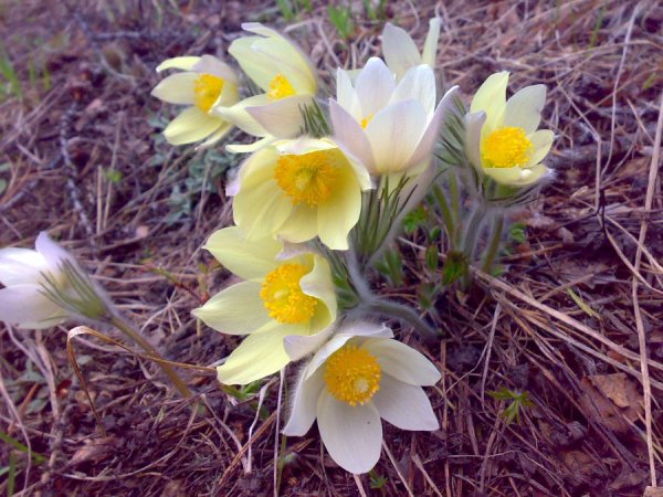 Подснежники прострел Уральский