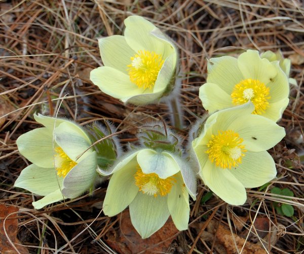 Ветреница Уральская