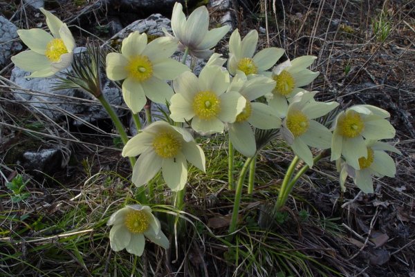 Весенние первоцветы синие