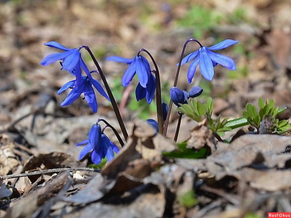 Подснежник прострел желтеющий