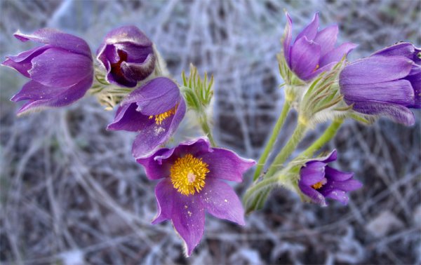 Прострела Даурского (сон-травы)