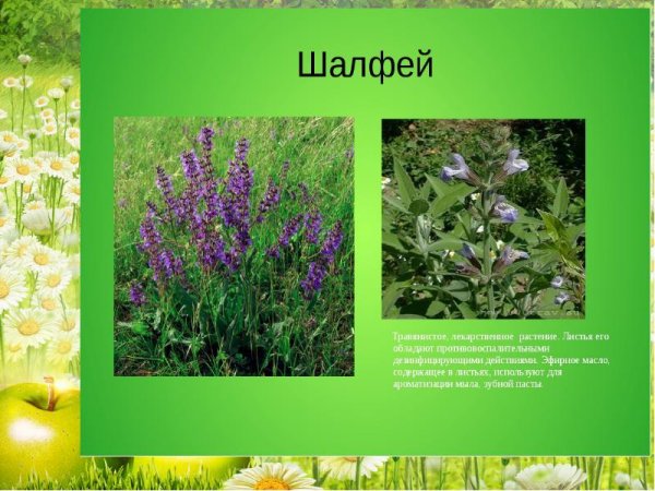 Лекарственные растения названия