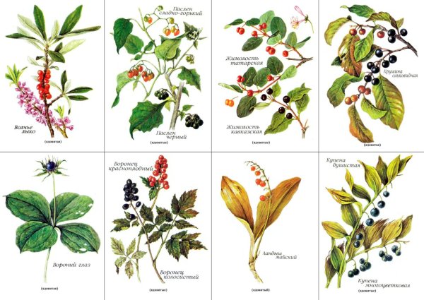 Растения Луга Тимофеевка Клевер нивяник