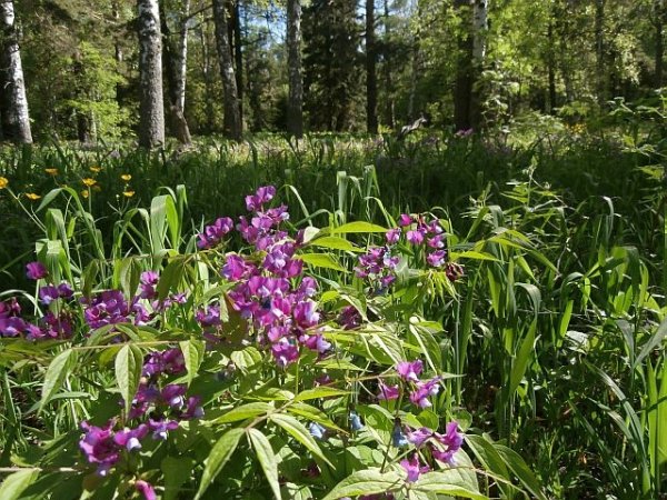 Ядовитые Лесные растения