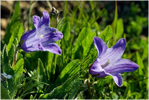 Первоцвет перистый