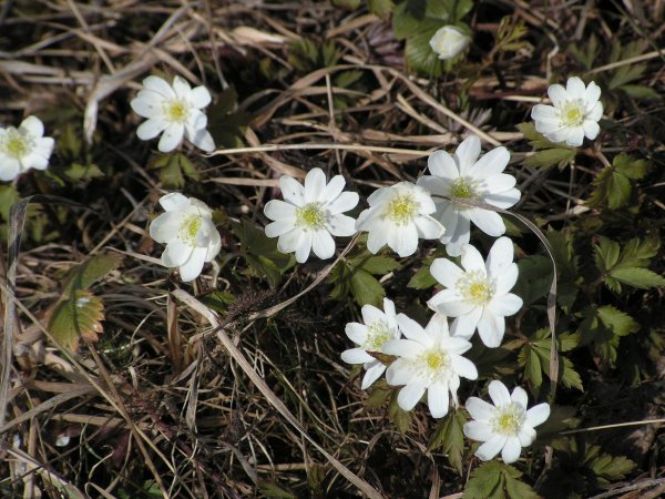 Ветреница в Краснодарском крае
