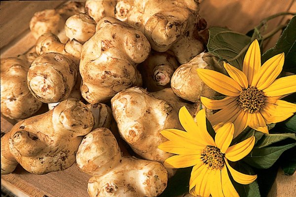 Корень топинамбура