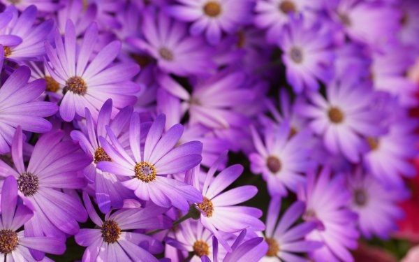 Яркие цветы