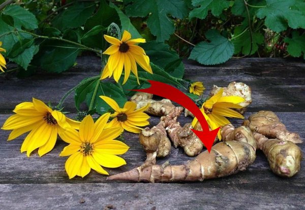 Клубни топинамбура