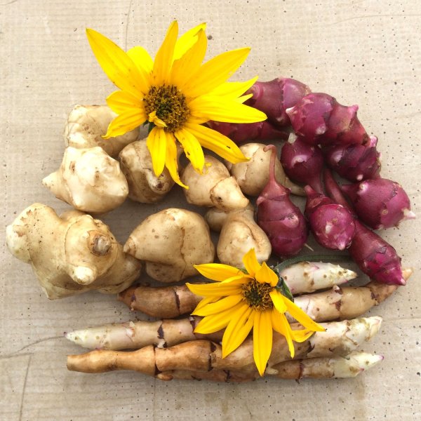 Топинамбур и артишок