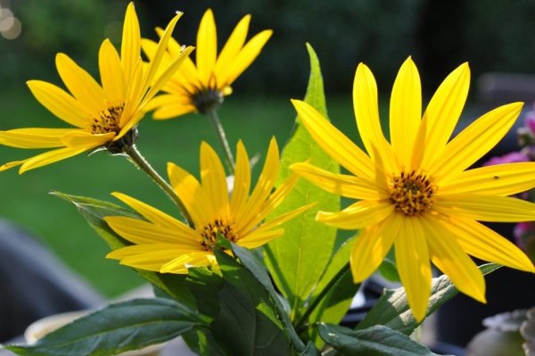 Топинамбур цветы