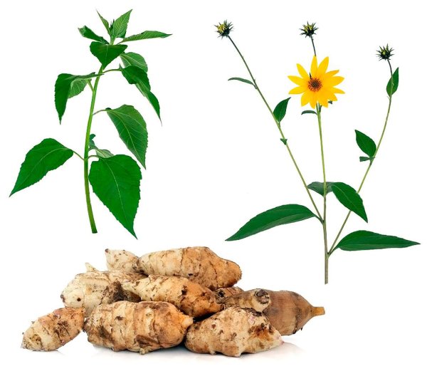 Топинамбур - Helianthus tuberosus.