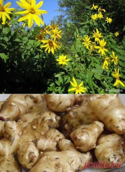 Земляной картофель топинамбур