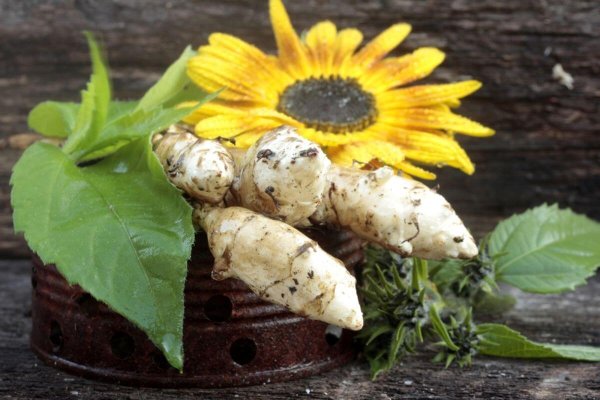 Земляная груша топинамбур