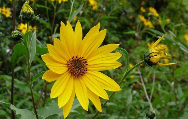 Топинамбур цветение