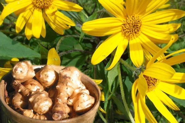 Земляная груша топинамбур