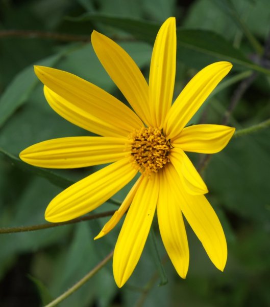 Земляная груша топинамбур