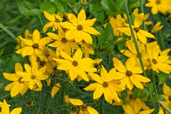 Топинамбур - Helianthus tuberosus.
