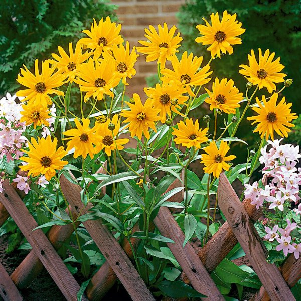 Топинамбур цветы