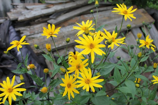 Топинамбур цветы