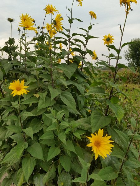 Подсолнечник клубненосный топинамбур