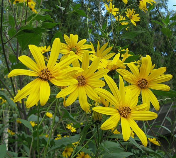 Земляная груша топинамбур