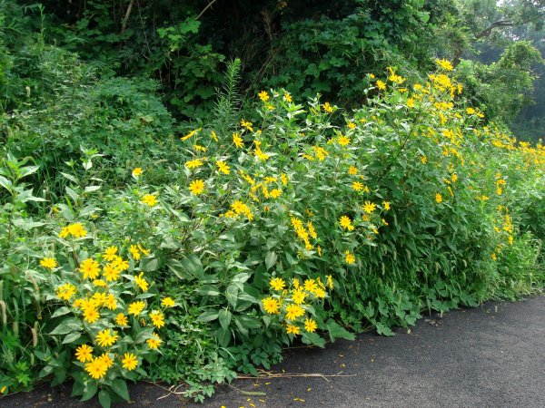 Топинамбур дикий