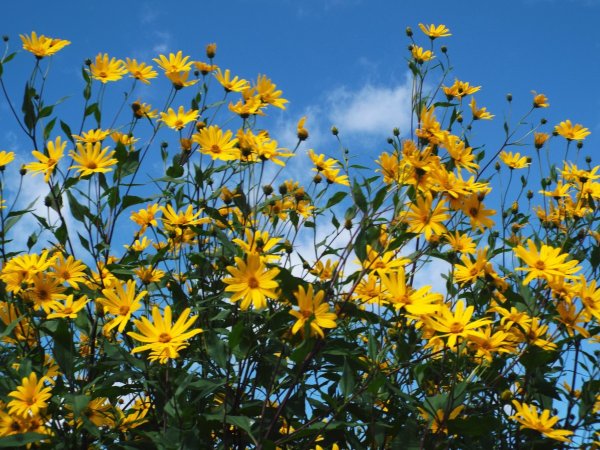 Топинамбур цветет