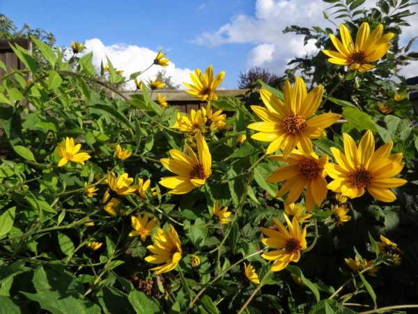 Топинамбур цветы