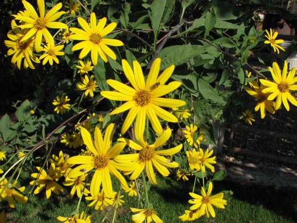 Цветущий топинамбур