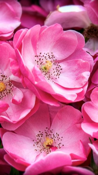 Цветы в росе