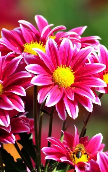 Разноцветные лепестки роз