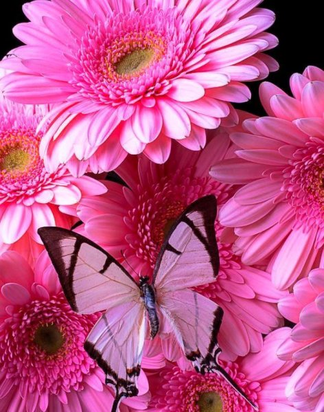 Цветы на заставку