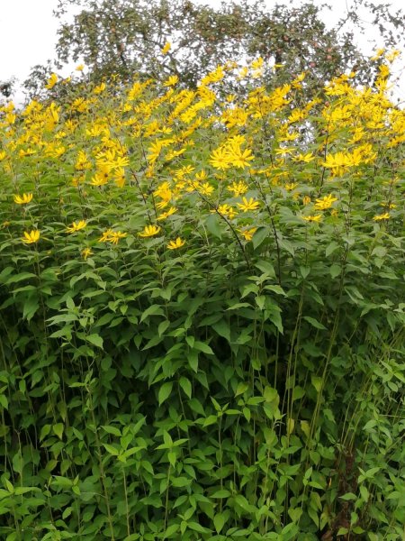 Земляная груша топинамбур