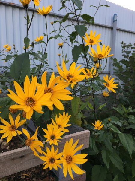 Топинамбур цветы