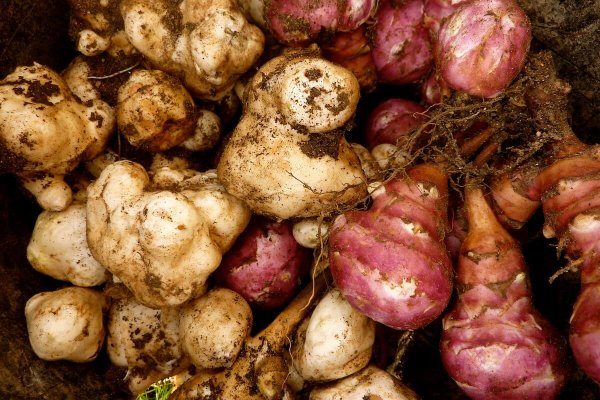 Земляной картофель топинамбур