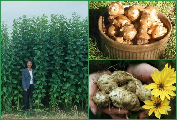 Земляной картофель топинамбур