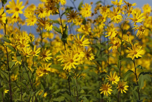 Топинамбур цветение