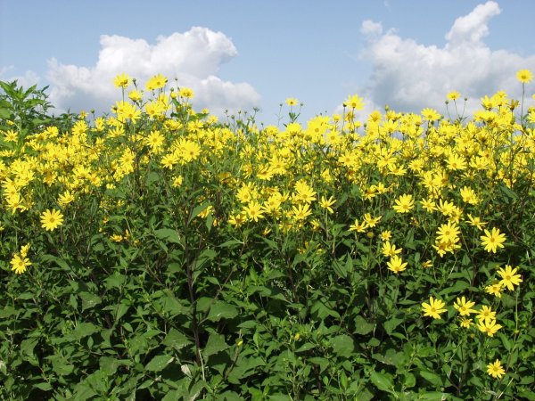 Топинамбур цветы