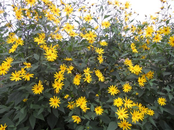 Топинамбур цветы